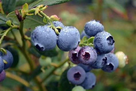 các loại blueberry là gì.